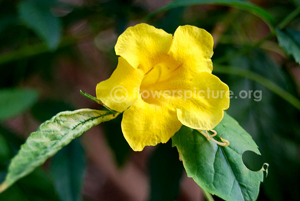 Yellow trumpet vine