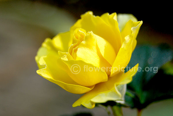 yellow rose