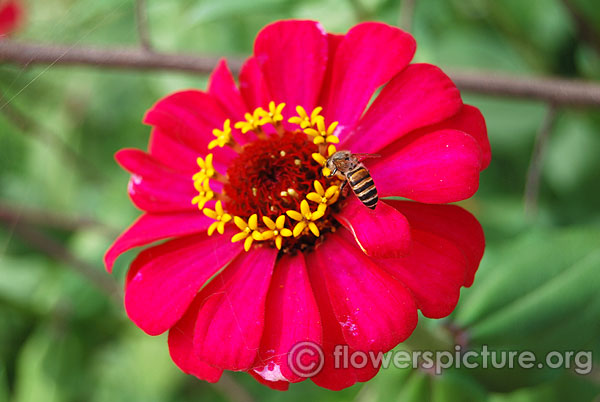 Hot pink fuchsia zinnia