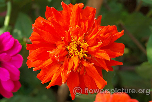 INCA Giant Cactus Flowered Zinnia