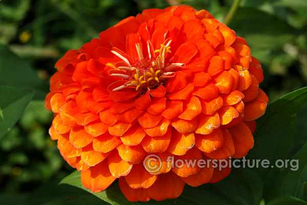 Oriole zinnia orange