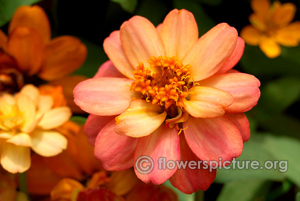 Profusion Double Deep Salmon zinnia