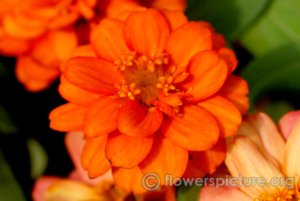 Profusion double fire zinnia