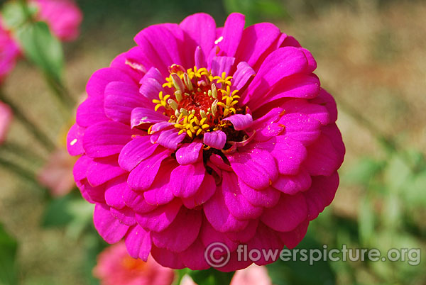 Purple prince zinnia