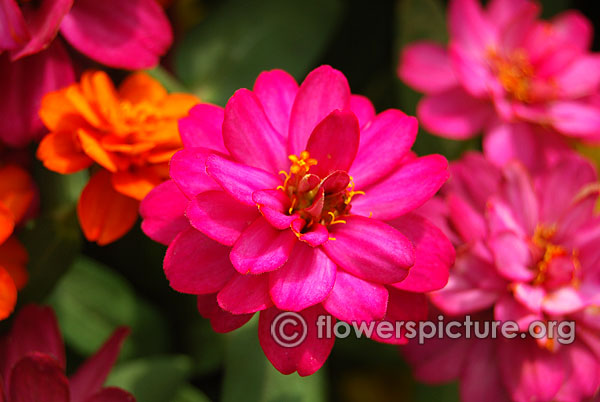 Zahara coral rose zinnia