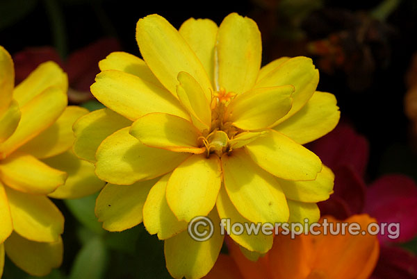 Zahara yellow zinnia