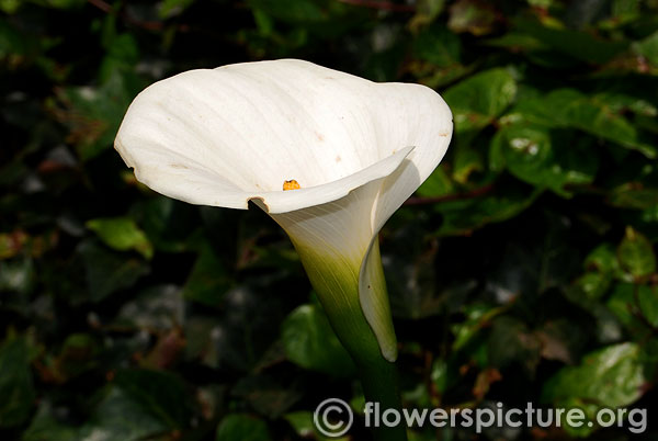 Zantedeschia aethiopica