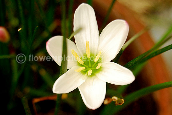 zephyranthes candida