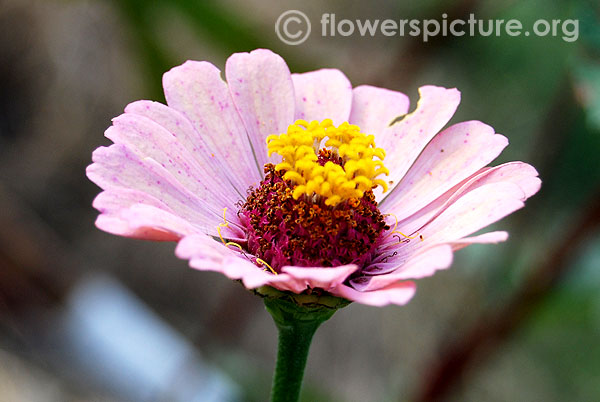 Zinnia baby pink