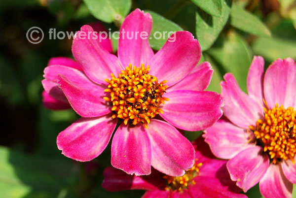 Zinnia elegans