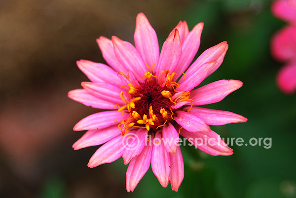 Zinnia pinca