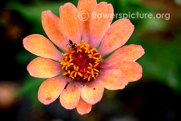 Zinnia profusion apricot