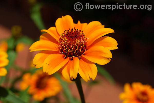 Zinnia soleado