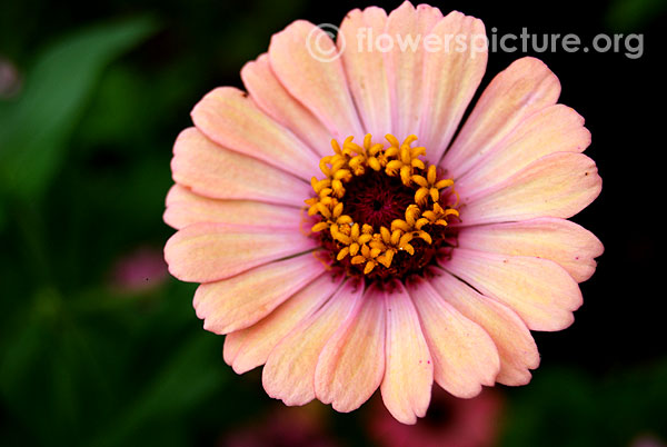 Zinnia thumbelina