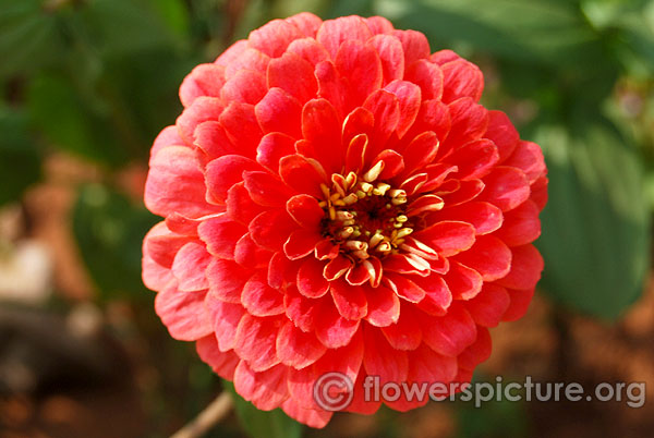 Zinnia zahara double salmon rose