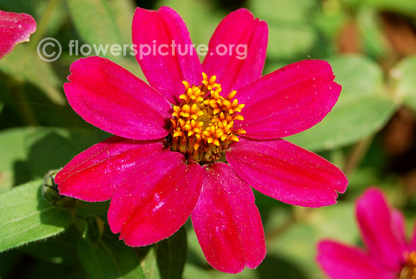 Zinnia