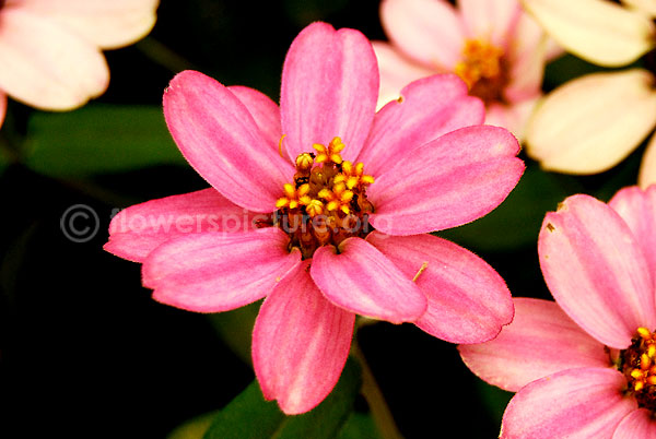 zinnia acerosa pink