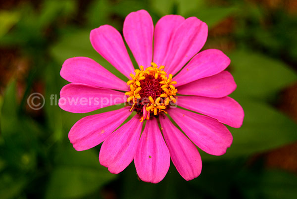 zinnia angustifolia deep pink