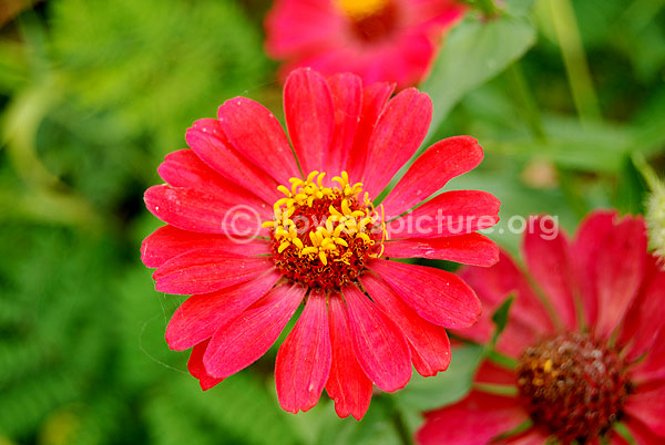 zinnia angustifolia profusion red