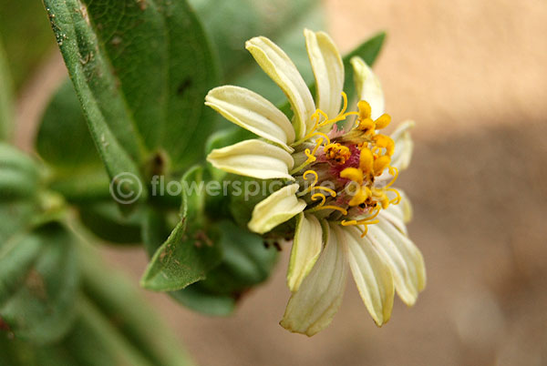 zinnia green