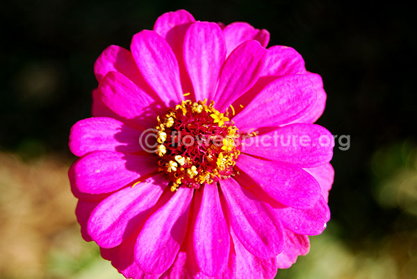 zinnia peruviana deep pink