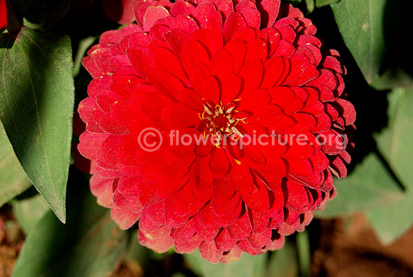 zinnia peruviana red