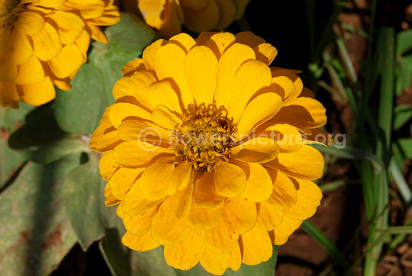 zinnia peruviana yellow