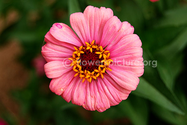 zinnia profusion pink