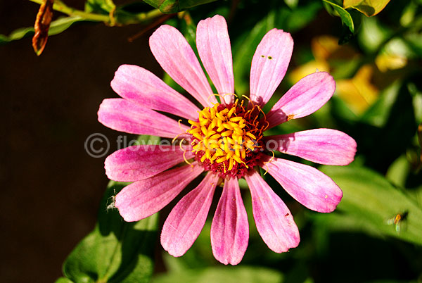 zinnia violet