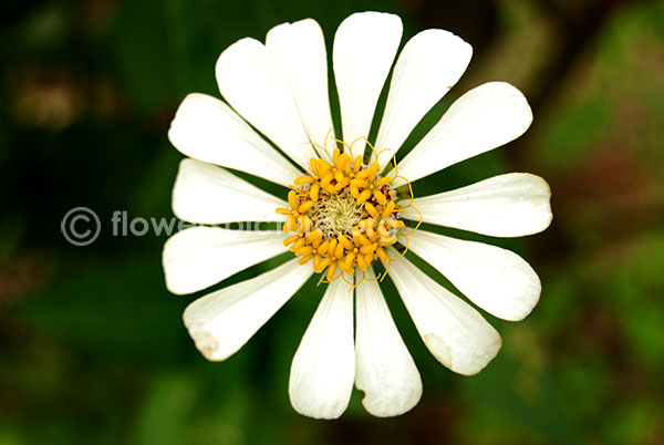 zinnia white