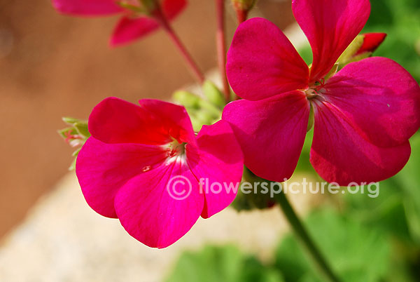 Zonal geranium purple