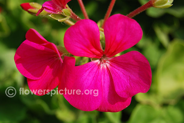 Zonal geranium