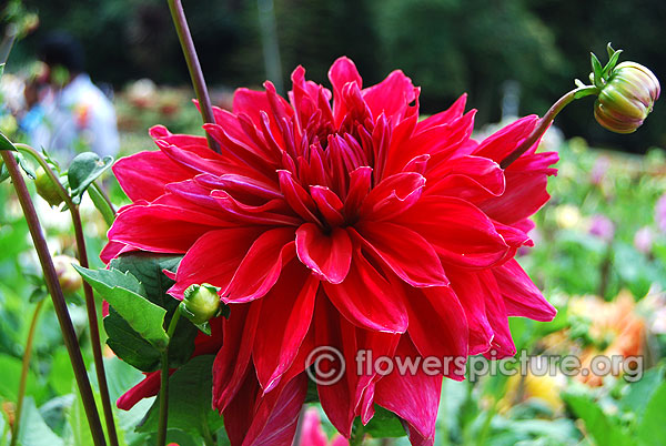 Zorro decorative dahlia